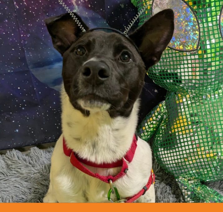 Photo of Betty-Boo