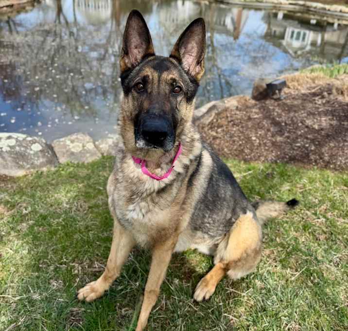 Photo of Sheeba