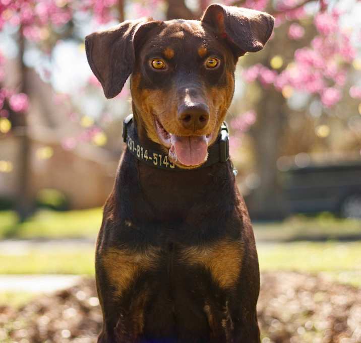 Photo of Buddy