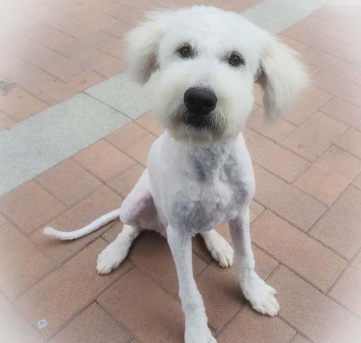 Photo of Basil