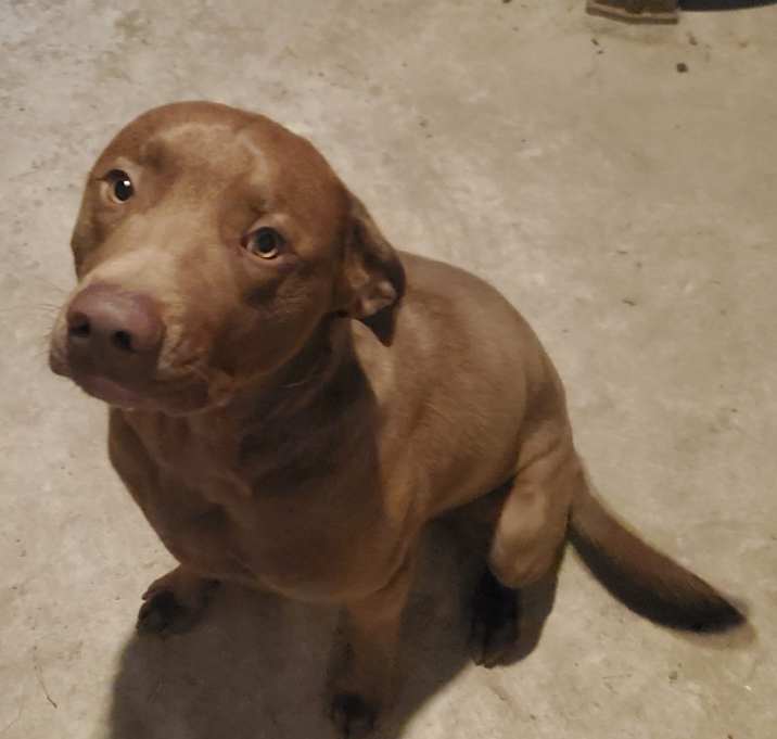 Photo of Bruno