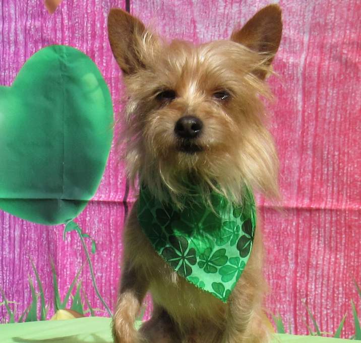 Photo of Scruffy