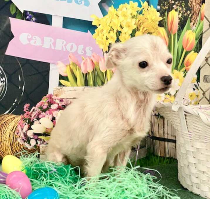 Photo of Chico