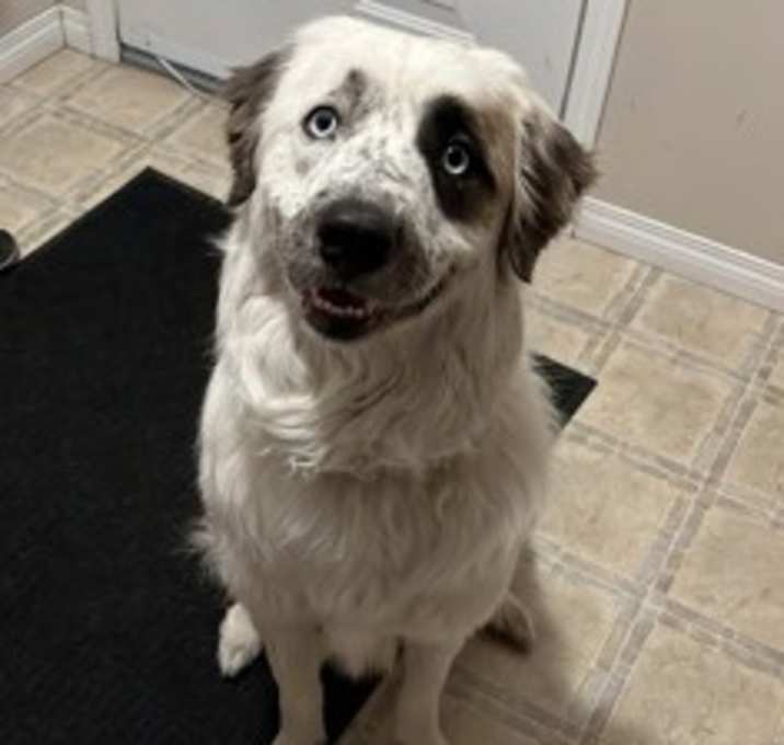 Photo of Bluey