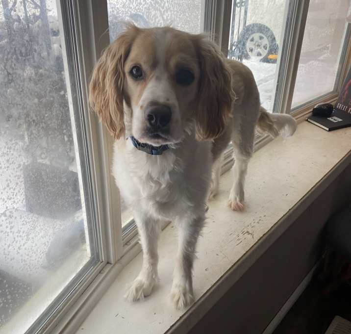 Photo of Harley