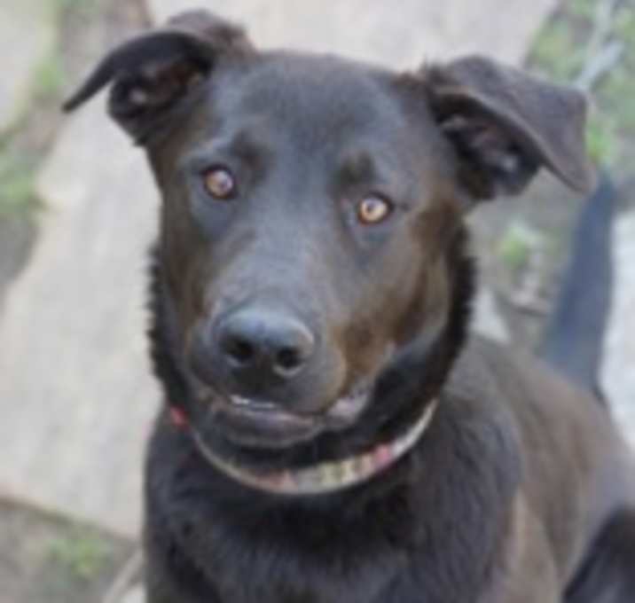 Photo of Shelby
