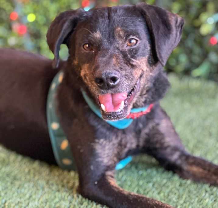 Photo of Sarge