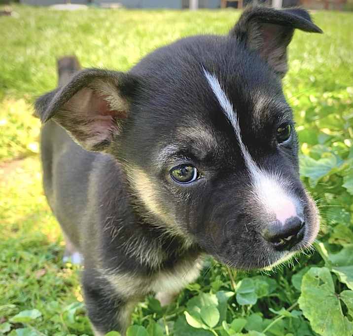 Photo of Anakin