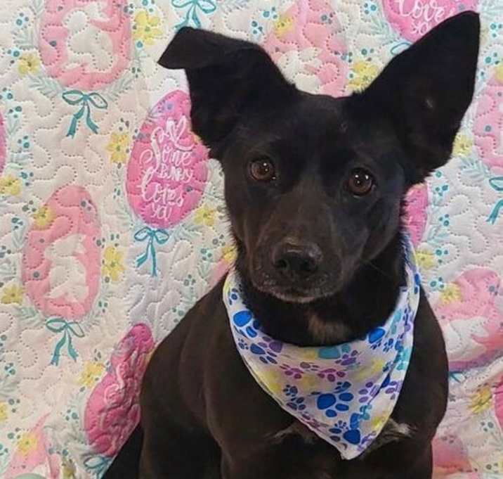Photo of Piper