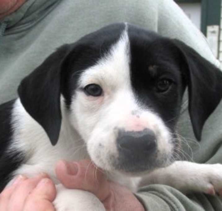 Photo of Oreo