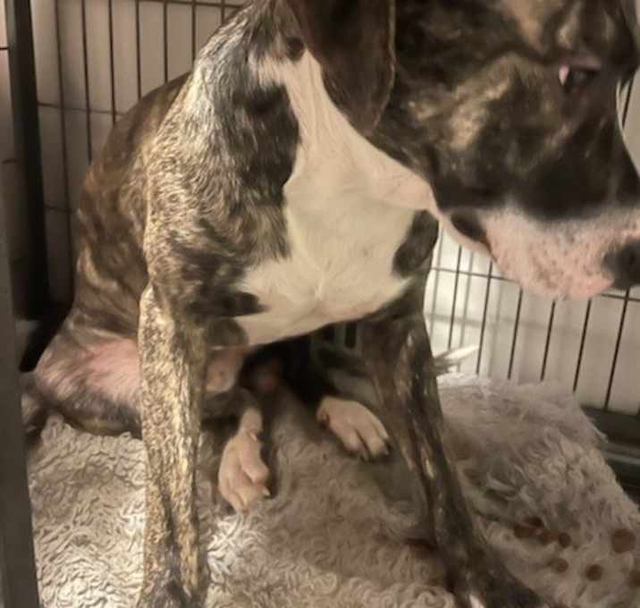 Photo of Atlas