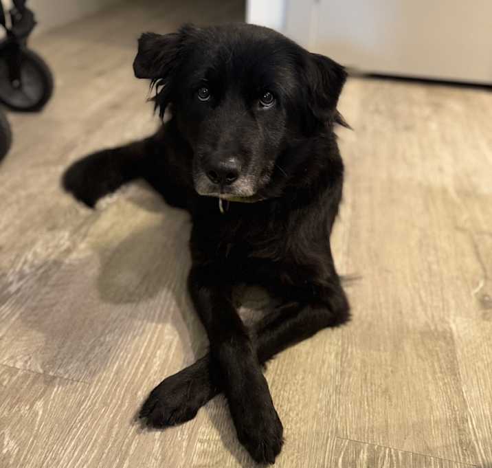 Photo of Tawny Licorice 