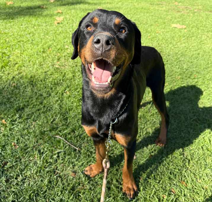 Photo of Dante