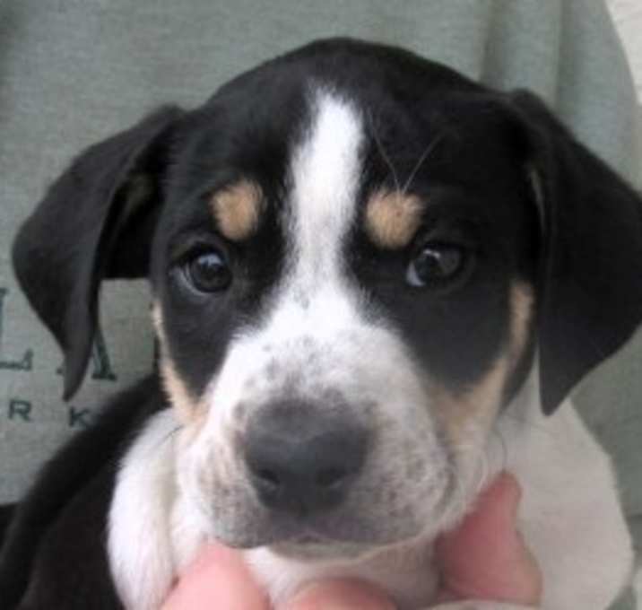 Photo of Chip