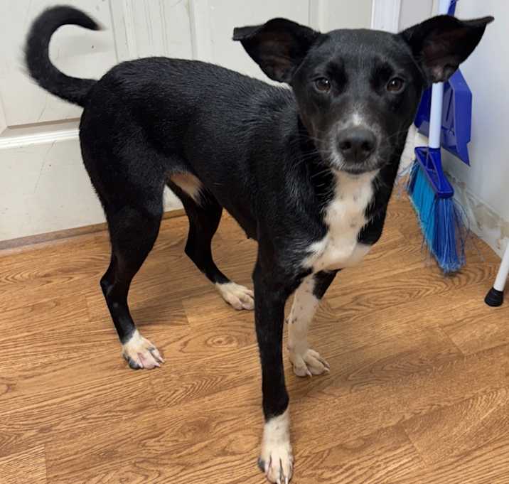 Photo of Dobbie