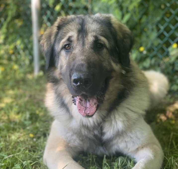 Photo of Hagrid