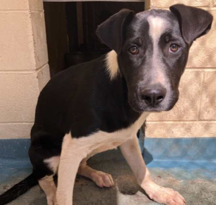 Photo of Jackson URGENTLY NEEDS HELP!