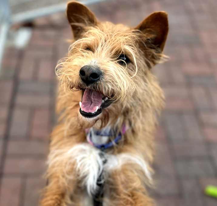 Photo of Scruffy