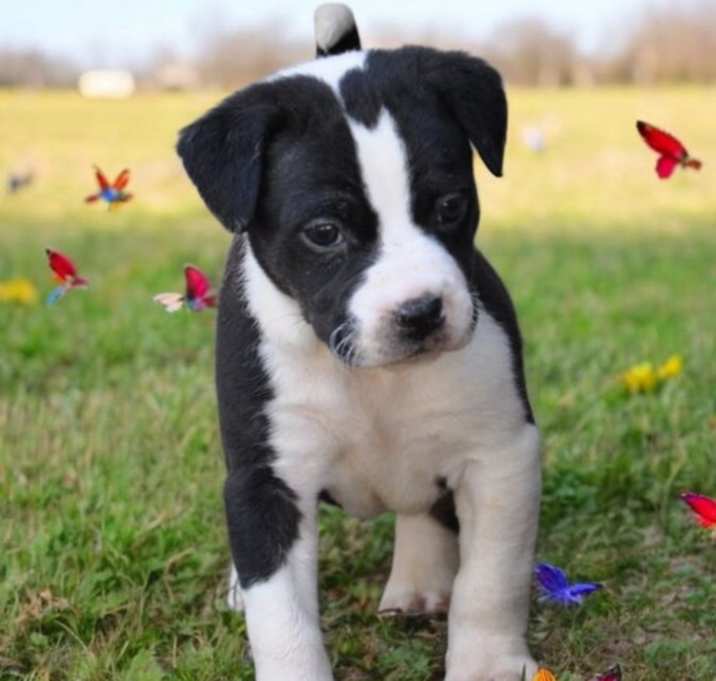 Photo of Bloom