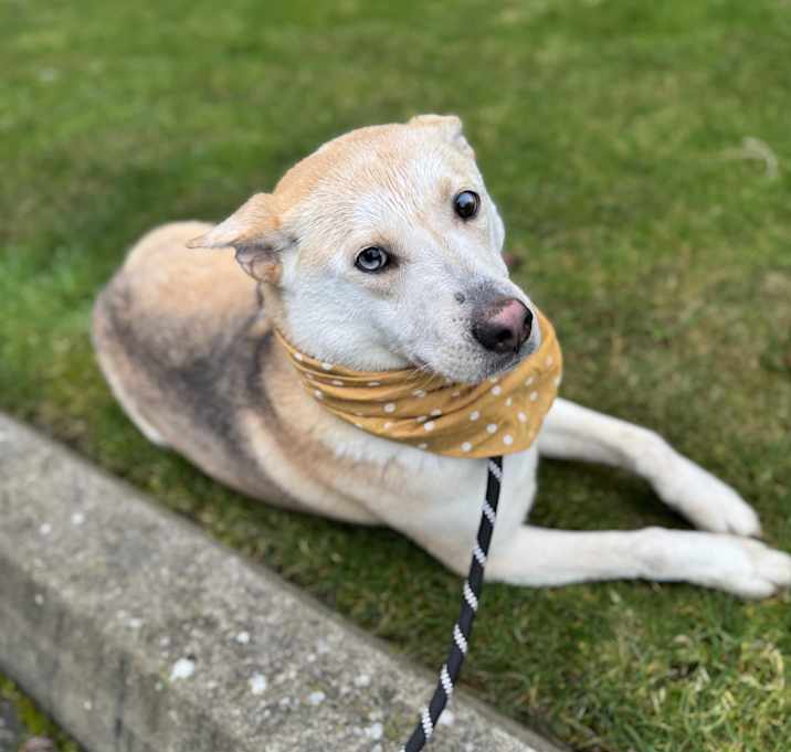 Photo of Butterscotch