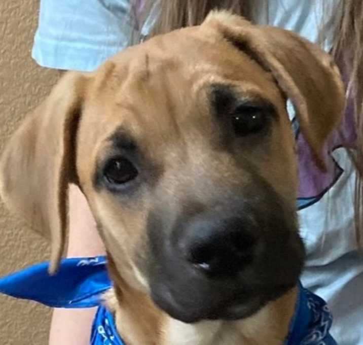 Photo of Copper