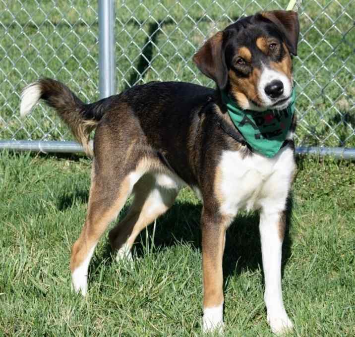 Photo of Koda
