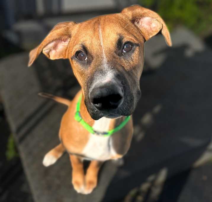 Photo of Dexter