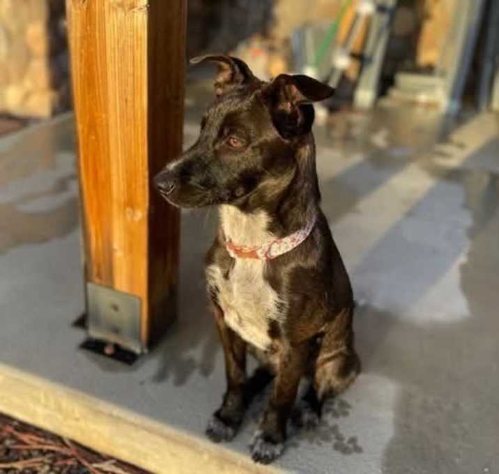 Photo of Poppy