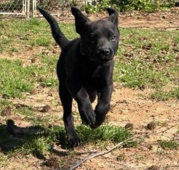 Photo of Opal