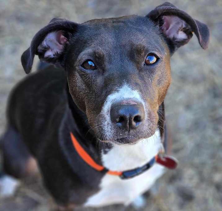 Photo of Ziggy
