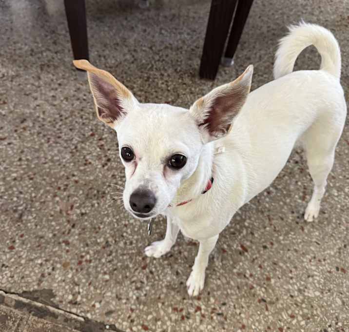 Photo of SLINKY
