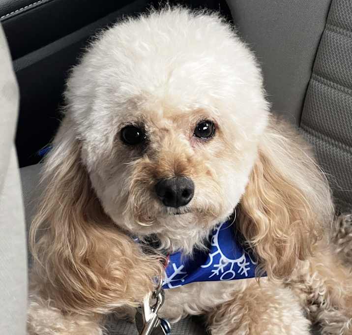Photo of Bentley