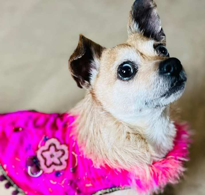 Photo of Pippin