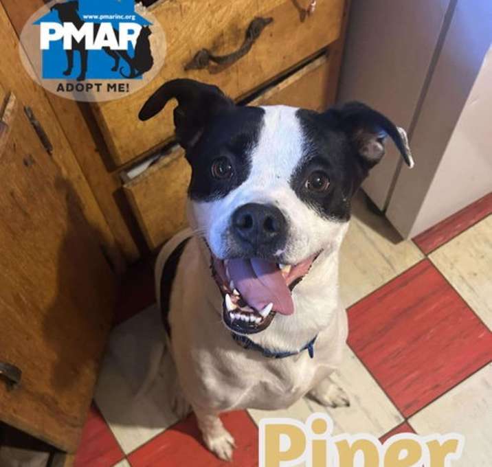Photo of Piper