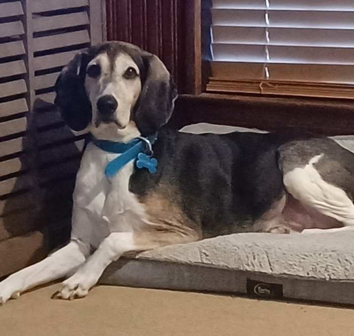 Photo of Boomer