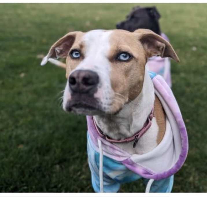 Photo of Posey