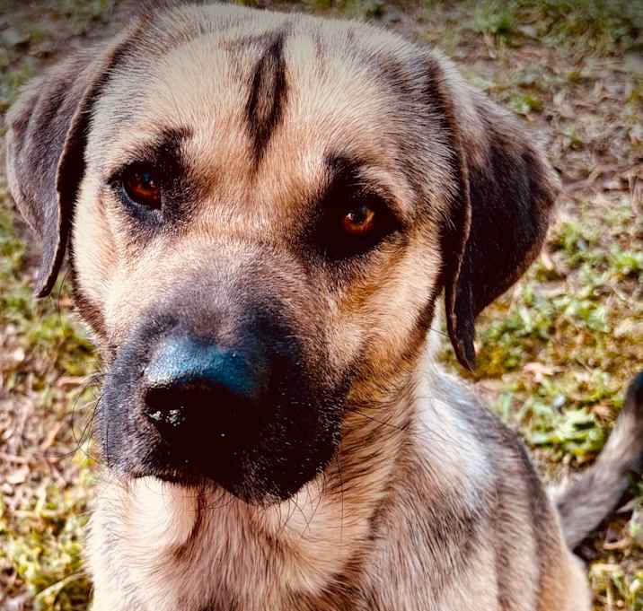 Photo of Lobo