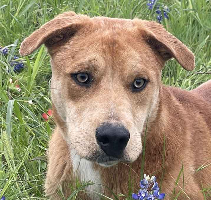 Photo of Rufus