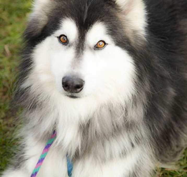 Photo of Adonis
