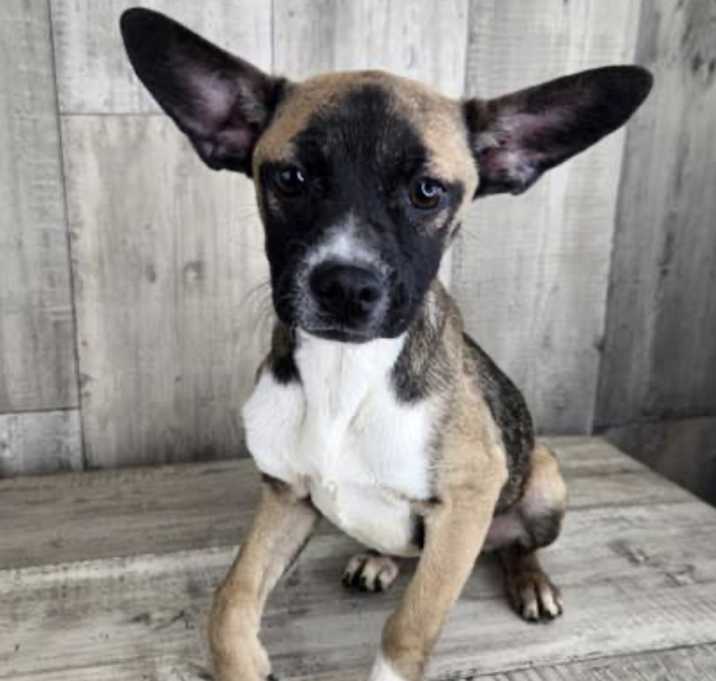 Photo of Willow