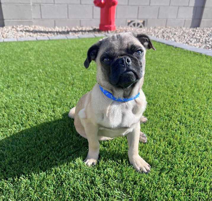 Photo of Pepe Jr