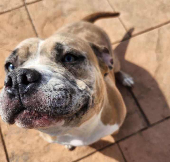 Photo of Nova