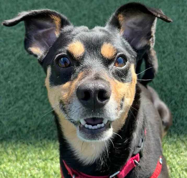 Photo of Felix
