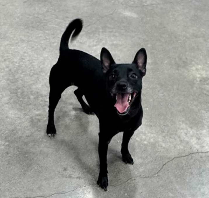 Photo of Harley