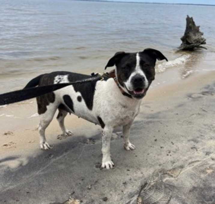 Photo of Nala