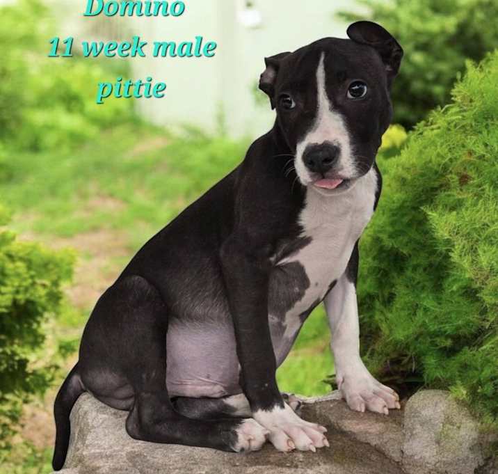 Photo of Domino