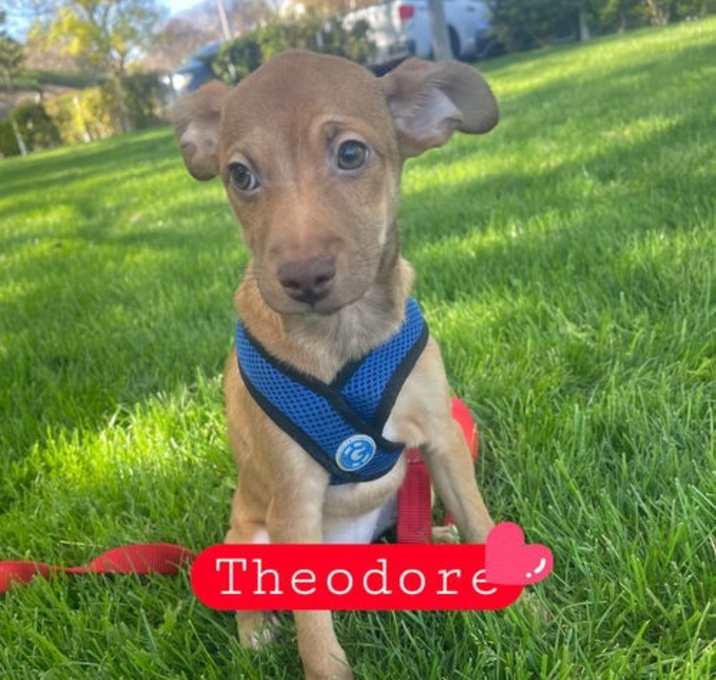 Photo of Theodore