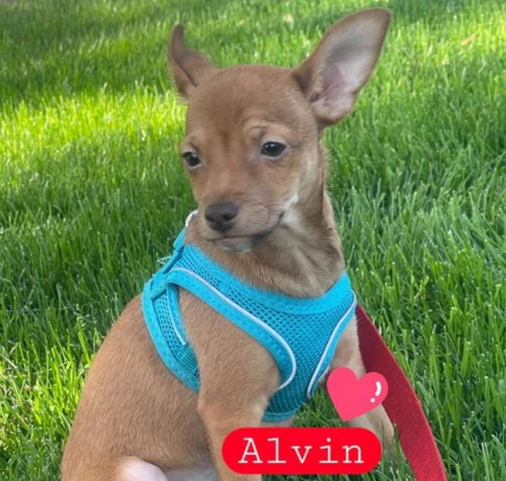 Photo of Alvin