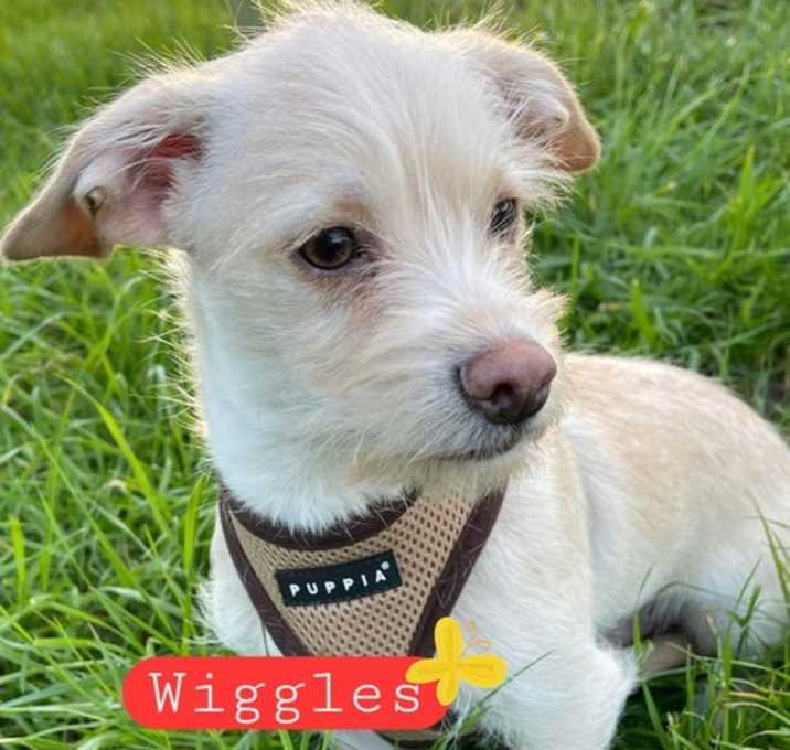Photo of Wiggles