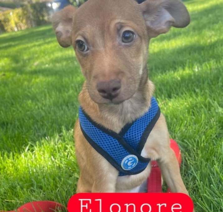 Photo of Elonore